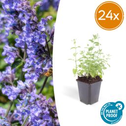 Garden basics 24x Nepeta 'Six Hills Giant' - ↕10-25cm - Ø9cm (50484)