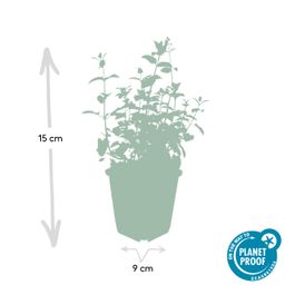 Garden basics 24x Nepeta 'Six Hills Giant' - ↕10-25cm - Ø9cm (50484)