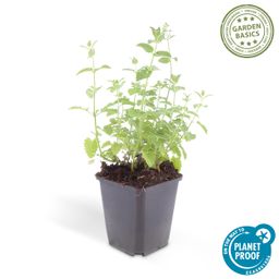 Garden basics 24x Nepeta 'Six Hills Giant' - ↕10-25cm - Ø9cm (50484)