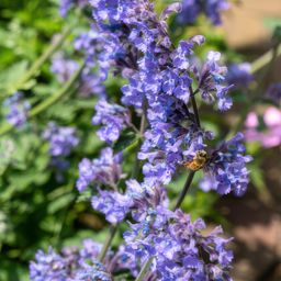 Garden basics 24x Nepeta 'Six Hills Giant' - ↕10-25cm - Ø9cm (50484)