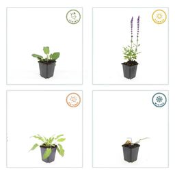 Garden basics 60x Salvia nem. 'Mainacht' - ↕10-25cm - Ø9cm (47994)