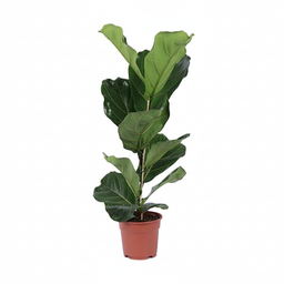 Ficus Lyrata struik (35648)
