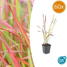 Garden basics 60x Imperata cylindrica 'Red Baron' - ↕10-25cm - Ø9cm (47860)
