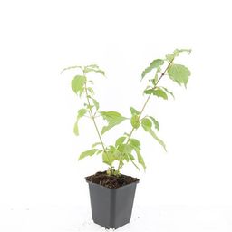 Garden basics 24x Cornus sang. 'Anny's Winter Orange' - ↕10-25cm - Ø9cm (50392)