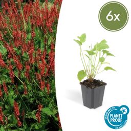 Garden basics 6x Persicaria amplexicaulis - ↕10-25cm - Ø9cm (47960)