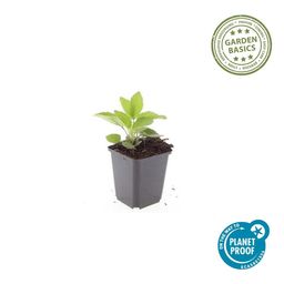 Garden basics 6x Rudbeckia fulgida 'Goldsturm' - ↕10-25cm - Ø9cm (47975)