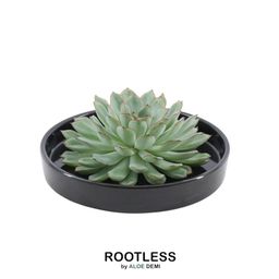 Rootless by aloe demi ROOTLESS Succulent Echeveria Pulidonis in schaal 'zwart' Ø20 cm (8721001420124)