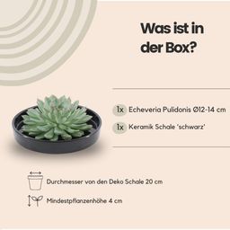 Rootless by aloe demi ROOTLESS Succulent Echeveria Pulidonis in schaal 'zwart' Ø20 cm (8721001420124)