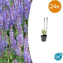 Garden basics 24x Salvia nem. 'Caradonna' - ↕10-25cm - Ø9cm (50595)