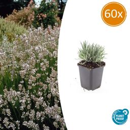 Garden basics 60x Lavandula int. 'Edelweiss' - ↕10-25cm - Ø9cm (47885)