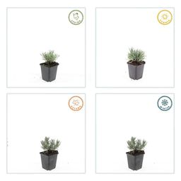 Garden basics 60x Lavandula int. 'Edelweiss' - ↕10-25cm - Ø9cm (47885)