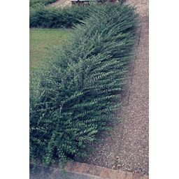 Garden basics 12x Lonicera pileata - ↕10-25cm - Ø9cm (47912)
