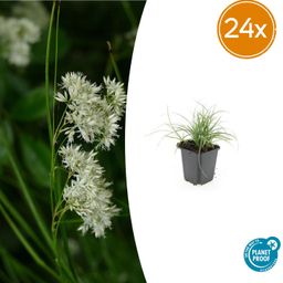 Garden basics 24x Luzula nivea - ↕10-25cm - Ø9cm (50482)