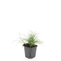 Garden basics 24x Luzula nivea - ↕10-25cm - Ø9cm (50482)