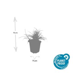Garden basics 24x Luzula nivea - ↕10-25cm - Ø9cm (50482)