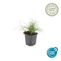Garden basics 24x Luzula nivea - ↕10-25cm - Ø9cm (50482)