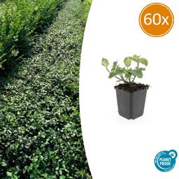 Garden basics 60x Euonymus fort. 'Dart's Blanket' - ↕10-25cm - Ø9cm (47705)