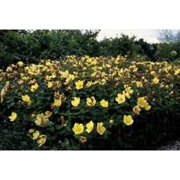 Garden basics 24x Hypericum dummeri 'Peter Dummer' - ↕10-25cm - Ø9cm (50438)