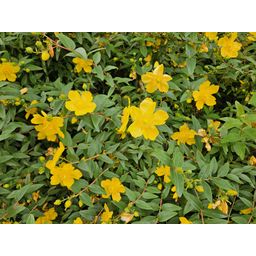 Garden basics 24x Hypericum dummeri 'Peter Dummer' - ↕10-25cm - Ø9cm (50438)