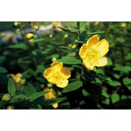 Garden basics 24x Hypericum dummeri 'Peter Dummer' - ↕10-25cm - Ø9cm (50438)