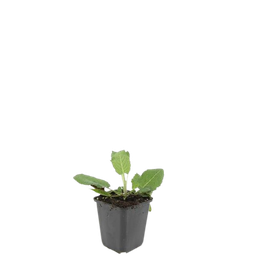 Garden basics 48x Salvia nem. 'Mainacht' - ↕10-25cm - Ø9cm (50598)
