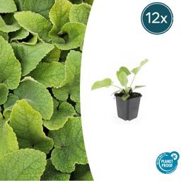 Garden basics 12x Phlomis russeliana - ↕10-25cm - Ø9cm (47966)
