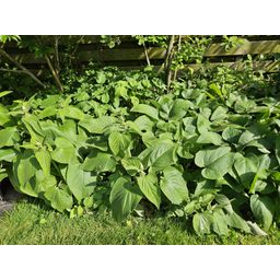 Garden basics 12x Phlomis russeliana - ↕10-25cm - Ø9cm (47966)