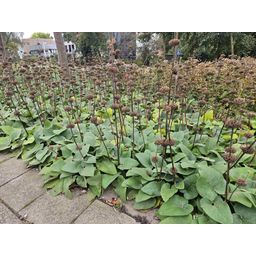 Garden basics 12x Phlomis russeliana - ↕10-25cm - Ø9cm (47966)