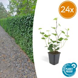 Garden basics 24x Hedera Hibernica - ↕10-25cm - Ø9cm (50324)