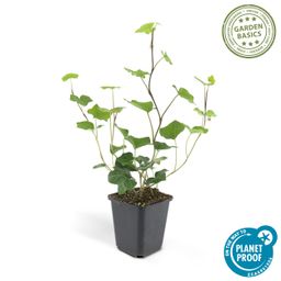 Garden basics 24x Hedera Hibernica - ↕10-25cm - Ø9cm (50324)