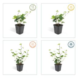 Garden basics 24x Hedera Hibernica - ↕10-25cm - Ø9cm (50324)