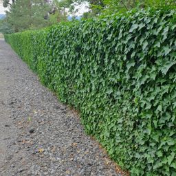 Garden basics 24x Hedera Hibernica - ↕10-25cm - Ø9cm (50324)