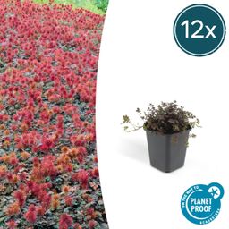 Garden basics 12x Acaena microphylla 'Kupferteppich' - ↕10-25cm - Ø9cm (46854)