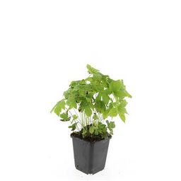 Garden basics 48x Geranium nodosum - ↕10-25cm - Ø9cm (50431)