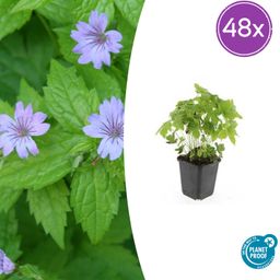 Garden basics 48x Geranium nodosum - ↕10-25cm - Ø9cm (50431)