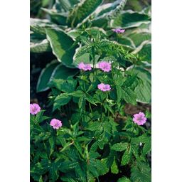 Garden basics 48x Geranium nodosum - ↕10-25cm - Ø9cm (50431)