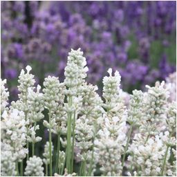 Plants by frank 2 x 6 pack Lavendel angustifolia white - 12 x Ø7 cm (33463)