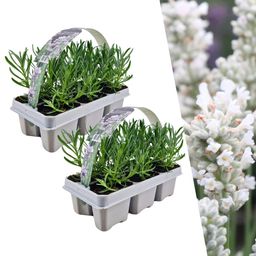 Plants by frank 2 x 6 pack Lavendel angustifolia white - 12 x Ø7 cm (33463)