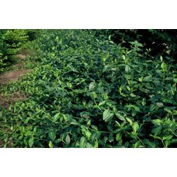 Garden basics 60x Euonymus fort. 'Dart's Blanket' - ↕10-25cm - Ø9cm (47705)