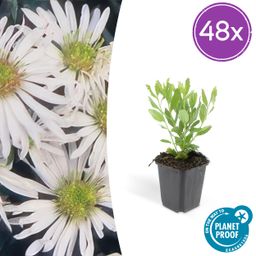 Garden basics 48x Aster ageratoides 'Ashvi' - ↕10-25cm - Ø9cm (50371)