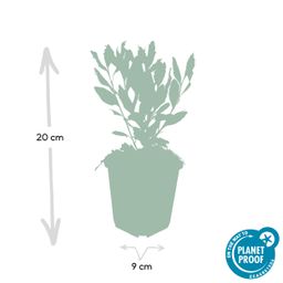 Garden basics 48x Aster ageratoides 'Ashvi' - ↕10-25cm - Ø9cm (50371)