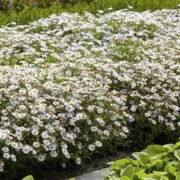 Garden basics 48x Aster ageratoides 'Ashvi' - ↕10-25cm - Ø9cm (50371)