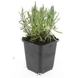 Garden basics 48x Lavandula ang. 'Munstead' - ↕10-25cm - Ø9cm (50461)