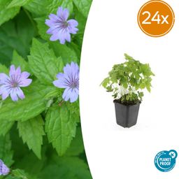 Garden basics 24x Geranium nodosum - ↕10-25cm - Ø9cm (50430)