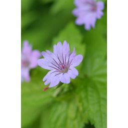 Garden basics 24x Geranium nodosum - ↕10-25cm - Ø9cm (50430)