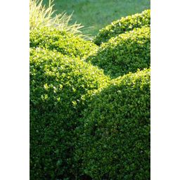 Garden basics 6x Buxus Sempervirens - ↕10-25cm - Ø9cm (48050)