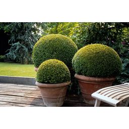 Garden basics 6x Buxus Sempervirens - ↕10-25cm - Ø9cm (48050)