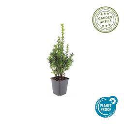 Garden basics 6x Buxus Sempervirens - ↕10-25cm - Ø9cm (48050)