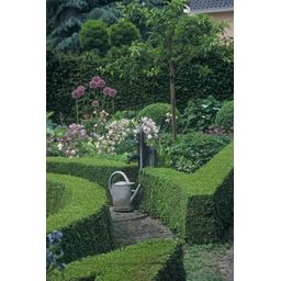 Garden basics 6x Buxus Sempervirens - ↕10-25cm - Ø9cm (48050)