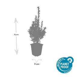 Garden basics 6x Buxus Sempervirens - ↕10-25cm - Ø9cm (48050)